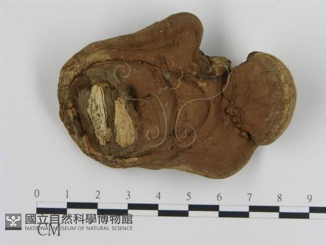 登錄號:F0017929藏品圖，第3張