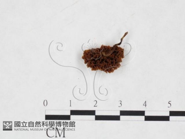 登錄號:F0025929藏品圖，第3張