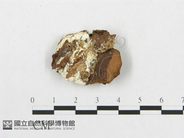 登錄號:F0005929藏品圖，第3張