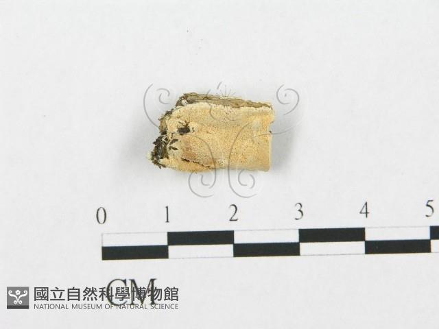 登錄號:F0019929藏品圖，第1張