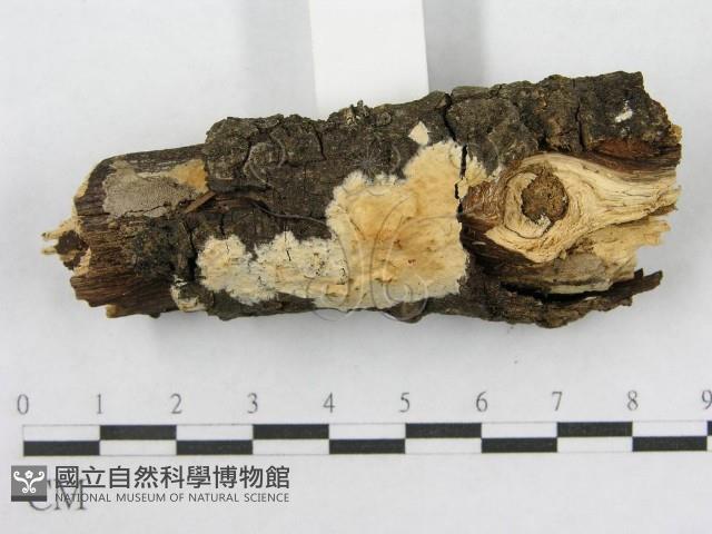射脈菌屬藏品圖，第3張