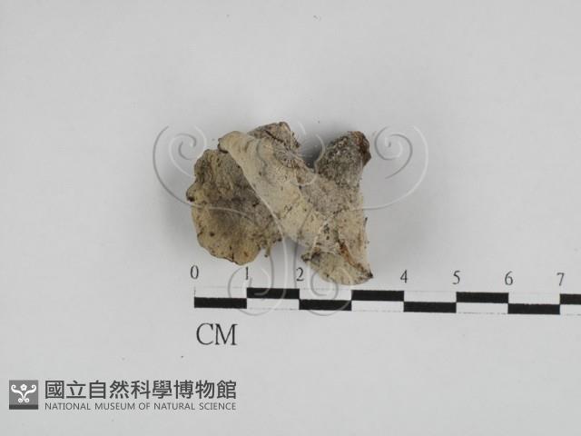 登錄號:F0028629藏品圖，第3張