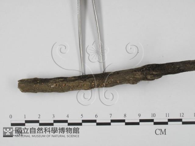 登錄號:F0000629藏品圖，第3張