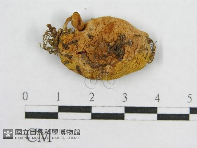 登錄號:F0010629藏品圖，第3張