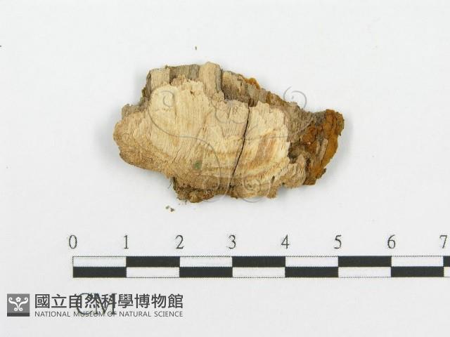 登錄號:F0004629藏品圖，第3張