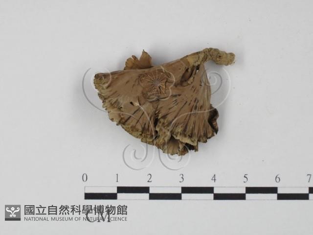 棕色革菌藏品圖，第3張