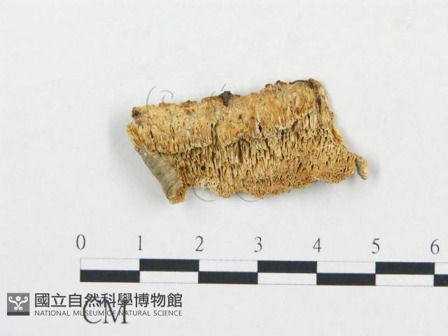 登錄號:F0017629藏品圖，第1張