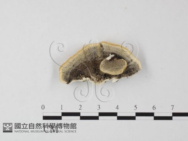 登錄號:F0025629藏品圖，第3張