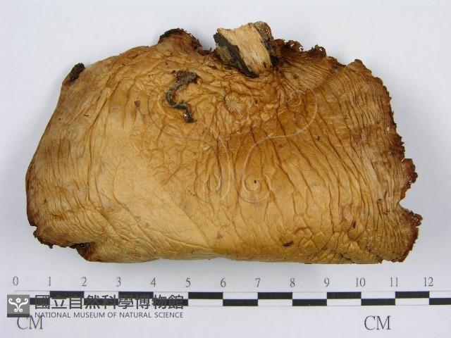 登錄號:F0005629藏品圖，第3張