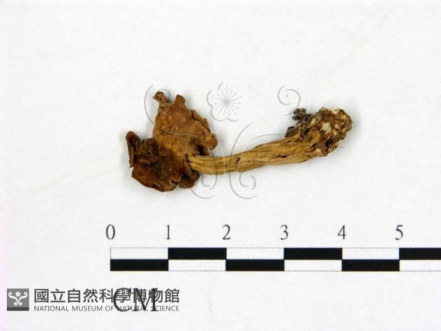 登錄號:F0013629藏品圖，第3張