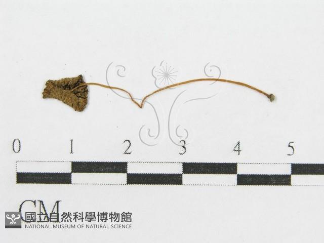 登錄號:F0008429藏品圖，第3張