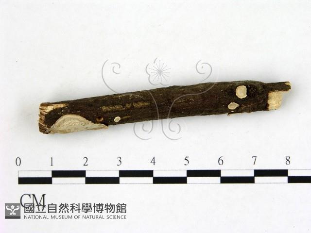 登錄號:F0020429藏品圖，第3張