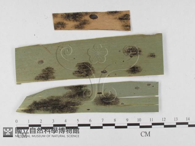 登錄號:F0026429藏品圖，第1張