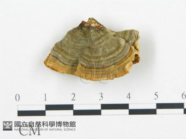 登錄號:F0006429藏品圖，第3張