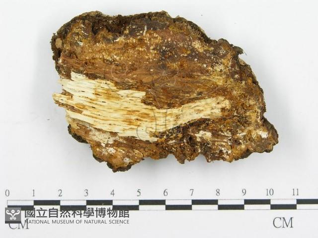 登錄號:F0016429藏品圖，第3張