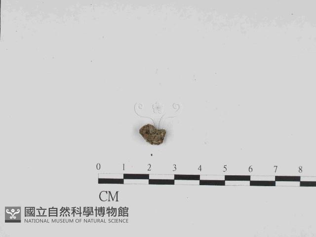 登錄號:F0021429藏品圖，第3張