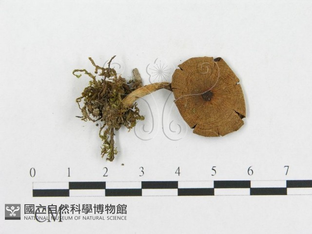 登錄號:F0014429藏品圖，第3張