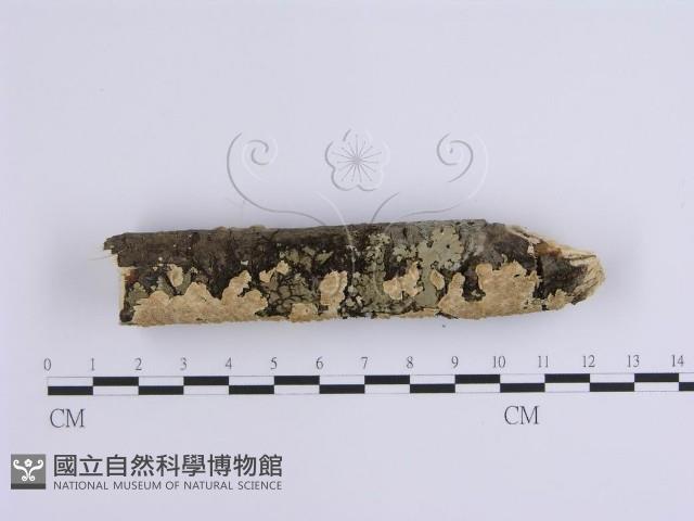 登錄號:F0002429藏品圖，第3張