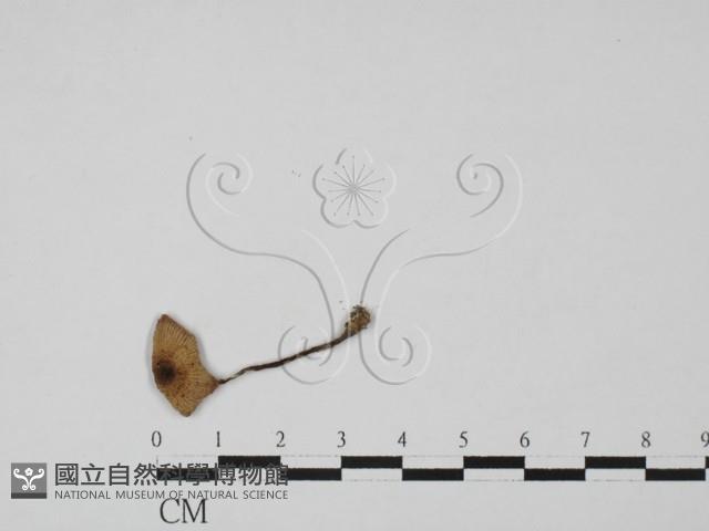 登錄號:F0027429藏品圖，第3張