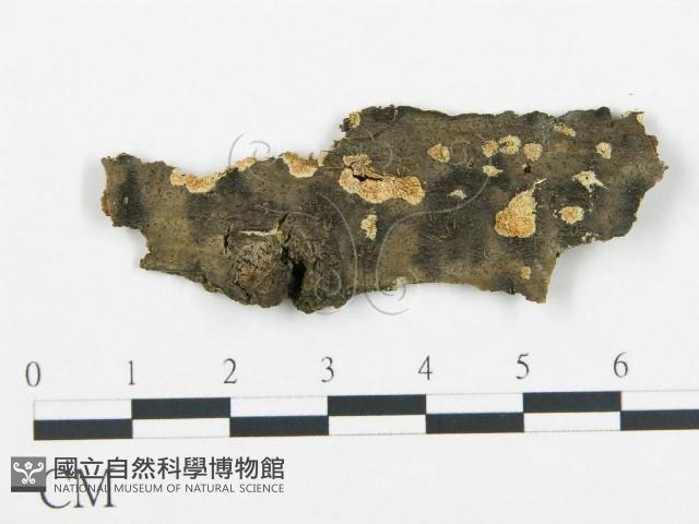 登錄號:F0017429藏品圖，第1張