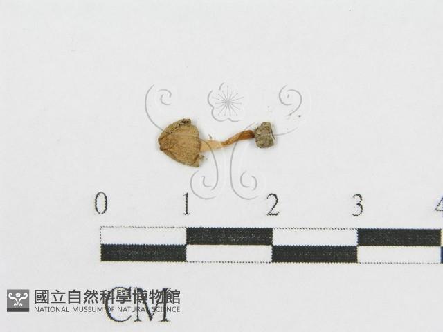 登錄號:F0005429藏品圖，第3張