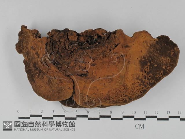 木層孔菌屬藏品圖，第3張