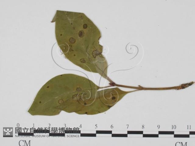 登錄號:F0019429藏品圖，第3張