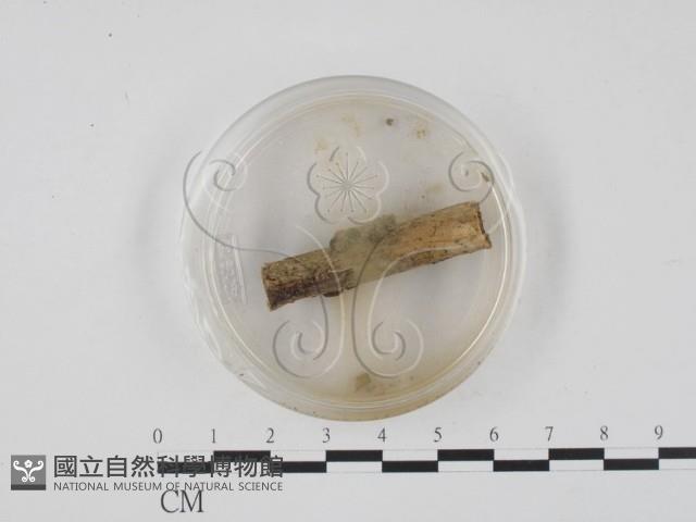 登錄號:F0003429藏品圖，第3張