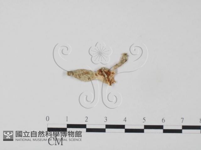 牛樟芝藏品圖，第3張