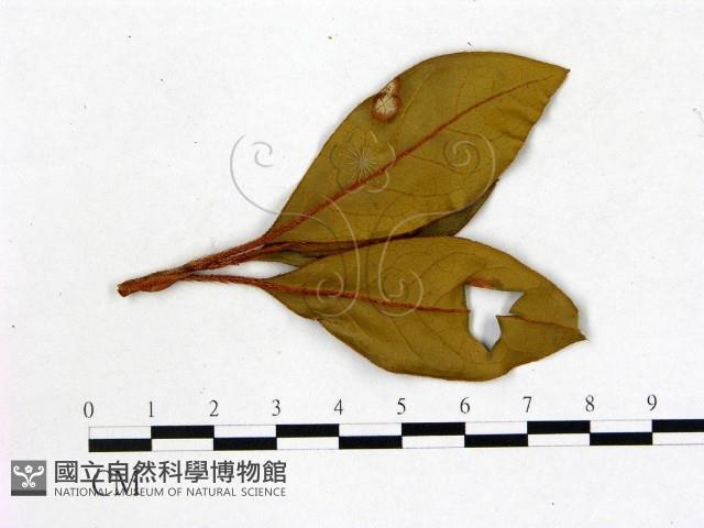 登錄號:F0020729藏品圖，第3張