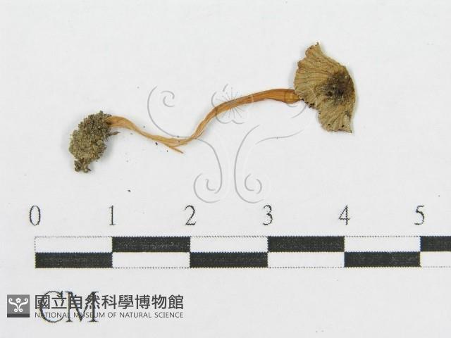 登錄號:F0010729藏品圖，第3張