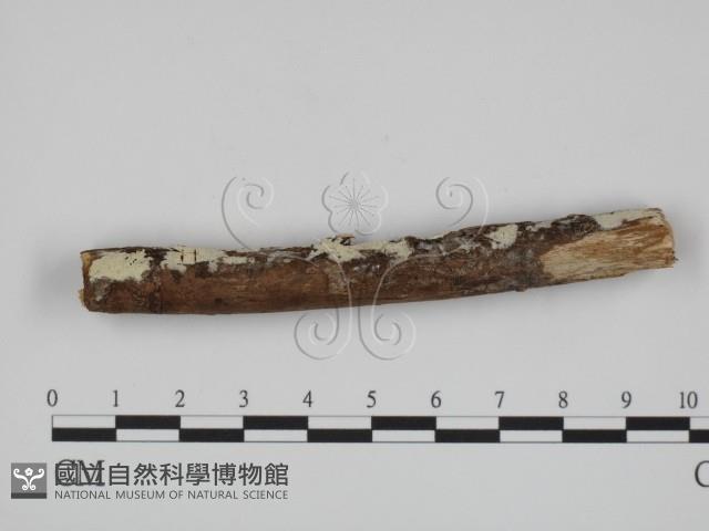 絲齒菌屬藏品圖，第3張