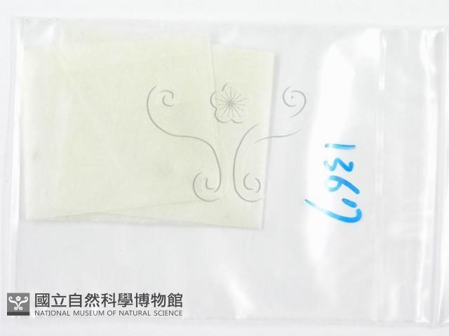 鬼傘屬藏品圖，第3張