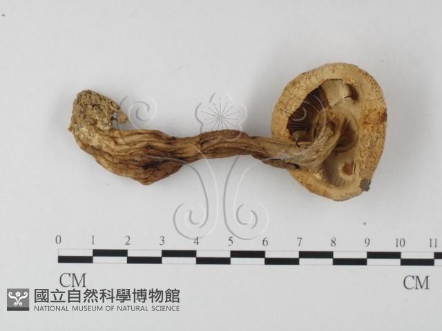 鵝膏屬藏品圖，第3張