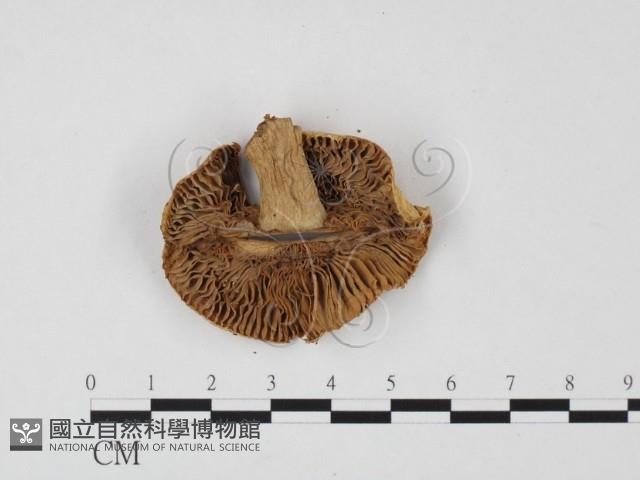 登錄號:F0025729藏品圖，第3張