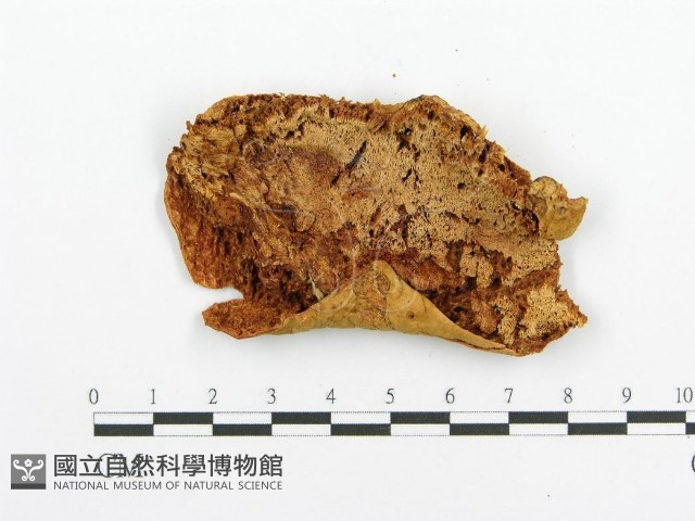 登錄號:F0005729藏品圖，第3張