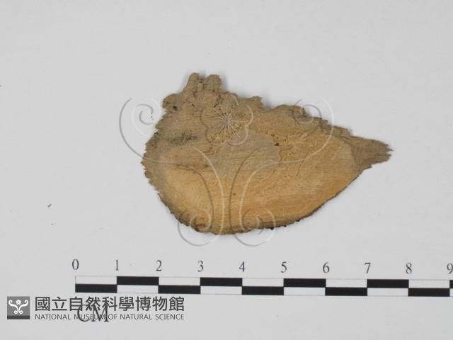 登錄號:F0015729藏品圖，第3張