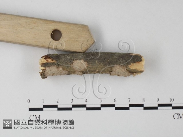 筍殼菌屬藏品圖，第3張