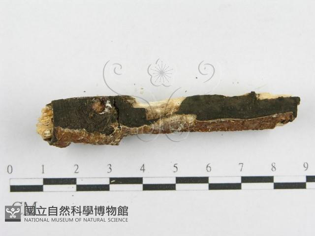 登錄號:F0013729藏品圖，第3張