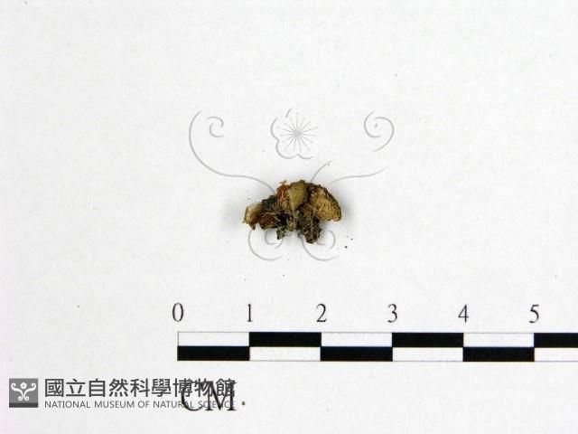 登錄號:F0008529藏品圖，第3張