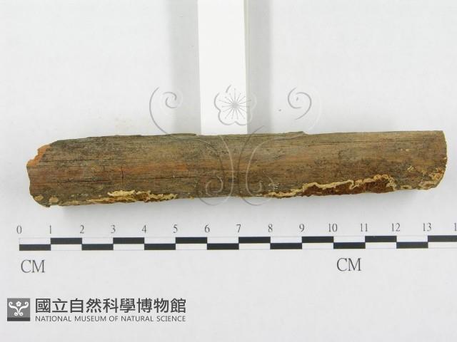 登錄號:F0000529藏品圖，第3張