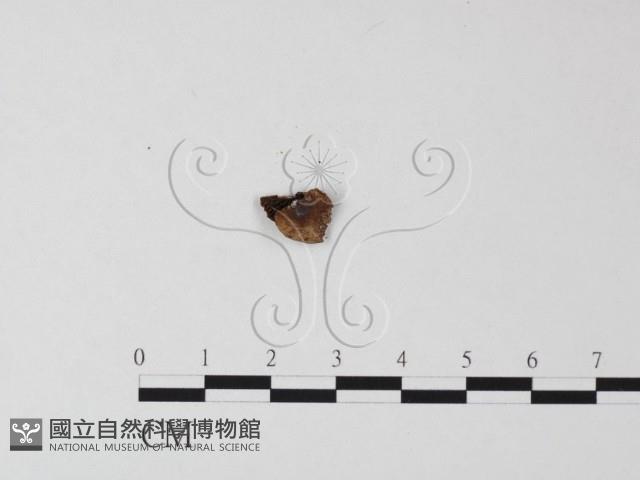 登錄號:F0010529藏品圖，第3張