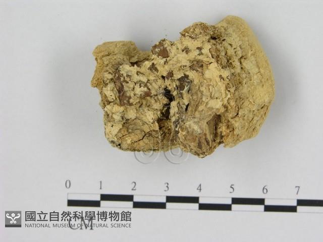 登錄號:F0006529藏品圖，第3張