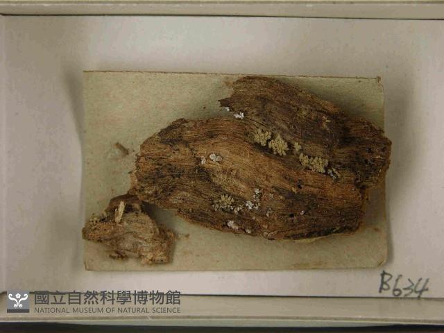 館號:F0021529藏品圖，第3張