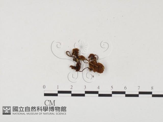 登錄號:F0024529藏品圖，第3張
