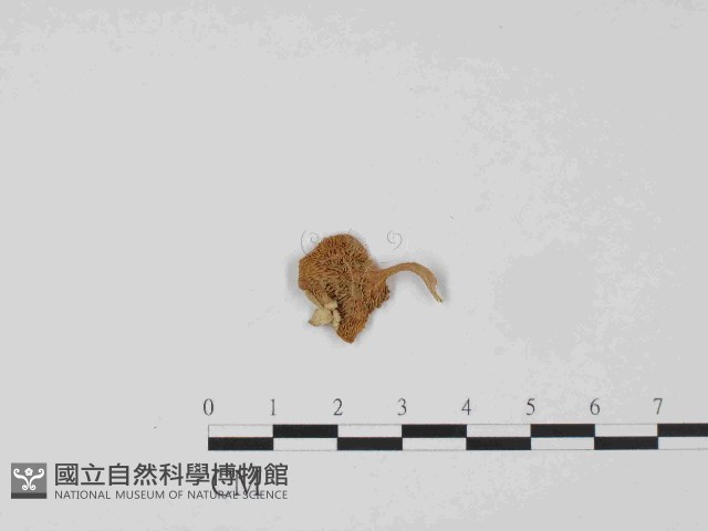 登錄號:F0014529藏品圖，第3張