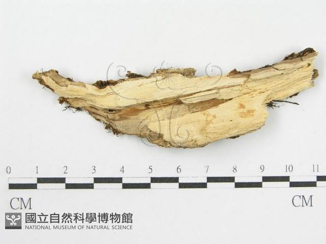 登錄號:F0002529藏品圖，第3張