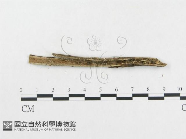 登錄號:F0012529藏品圖，第3張