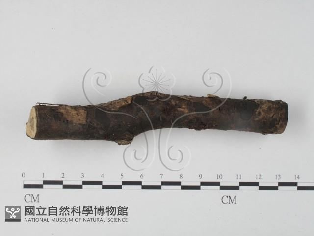 銀耳屬藏品圖，第3張