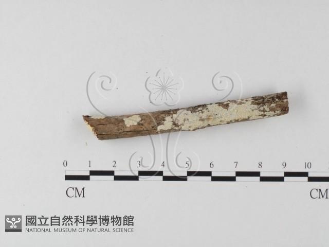 齒耳菌屬藏品圖，第3張